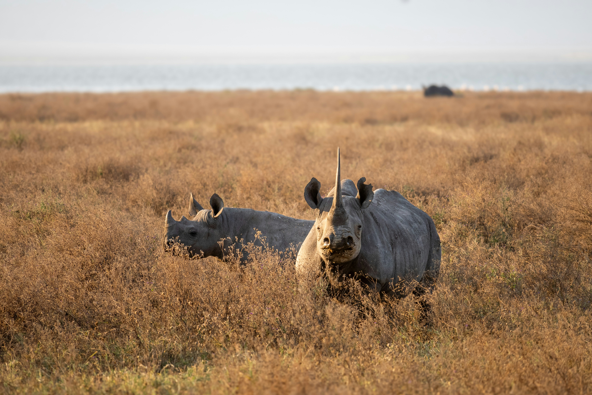 Into the caldera — Ngorongoro Crater